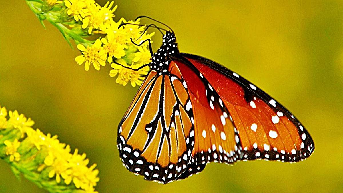 5 Interesantes Datos Sobre Las Mariposas Que Van A Fascinarte