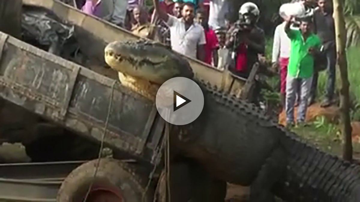 VIDEO Impresionante Captura De Un Cocodrilo Gigante