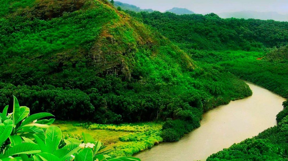 Los Mejores Consejos Que Debes Saber Sobre La Selva Tropical