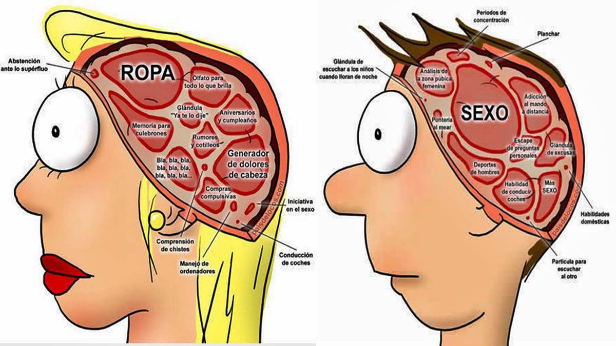 Diferencias Entre El Cerebro Masculino Y Femenino 34594 Hot Sex Picture