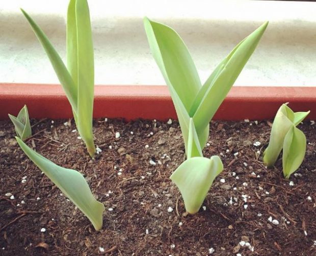 C Mo Cultivar Tulipanes En Macetas Pasos Para Lograrlo