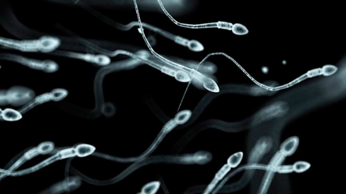 Sperm donation in alabama