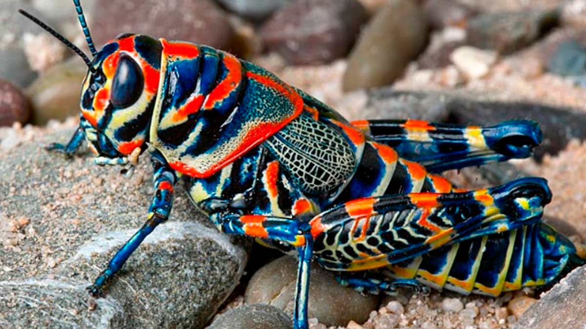 Un repaso por los insectos más curiosos del mundo