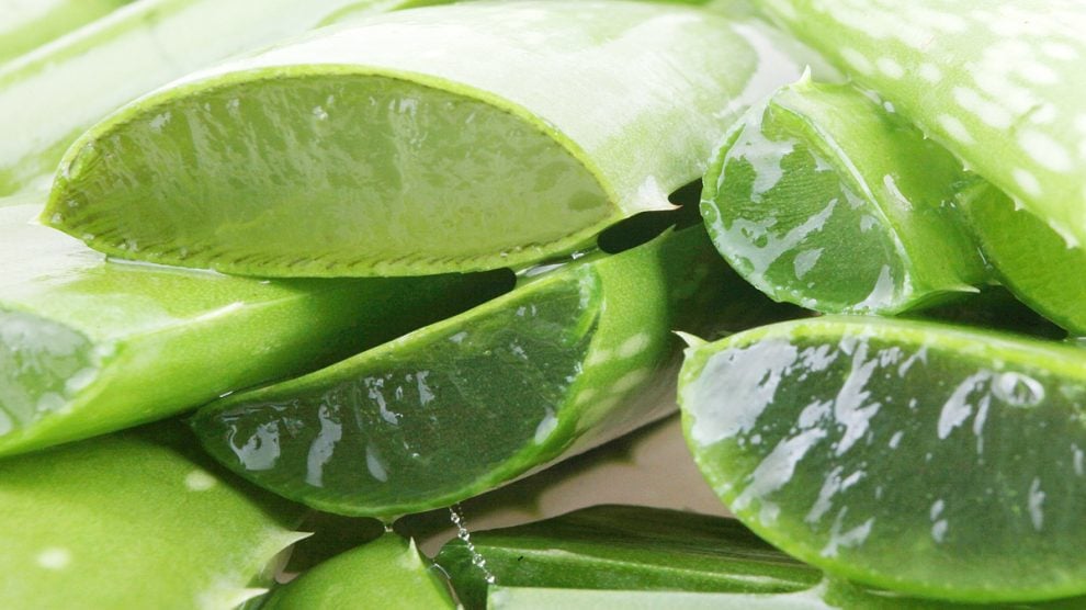 Receta de Zumo de aloe vera casero fácil de preparar