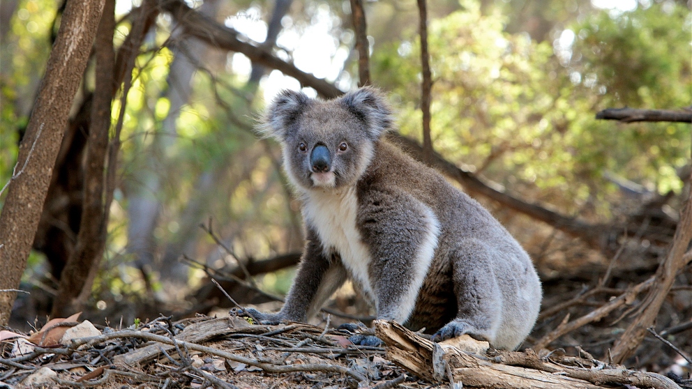 Est El Koala En Peligro De Extinci N