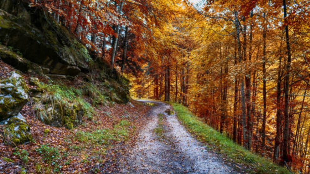 Las mejores frases e imágenes de WhatsApp para dar la bienvenida al otoño