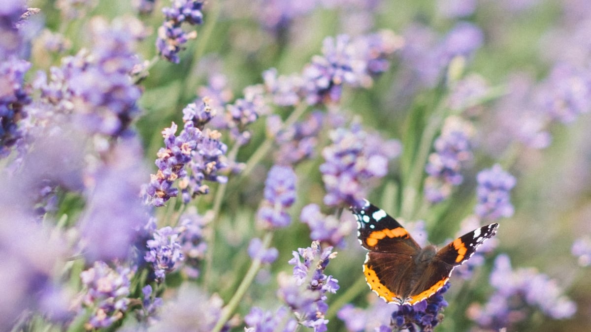 Lavanda