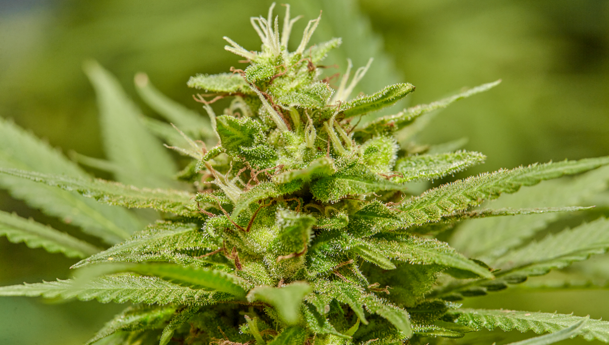 Planta de cannabis/Fotos: Kuida
