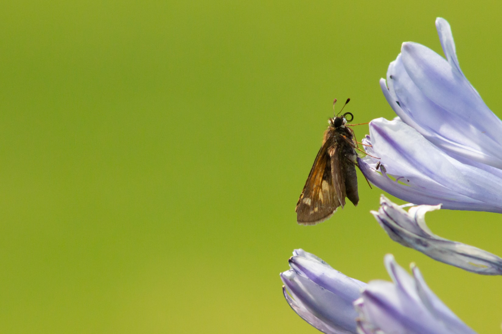 Mariposa monarca en el Valle de Bravo, en México / Foto: Unplash