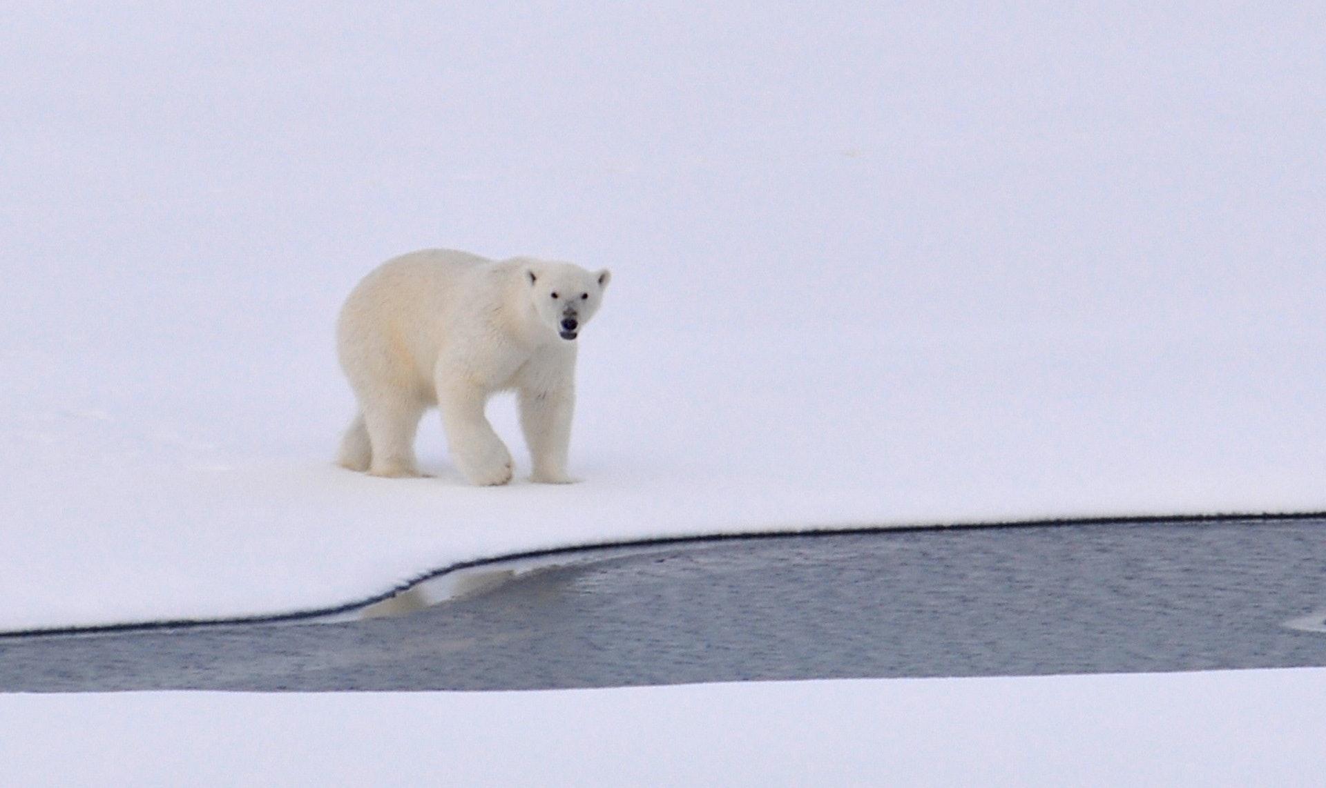 Un oso blanco