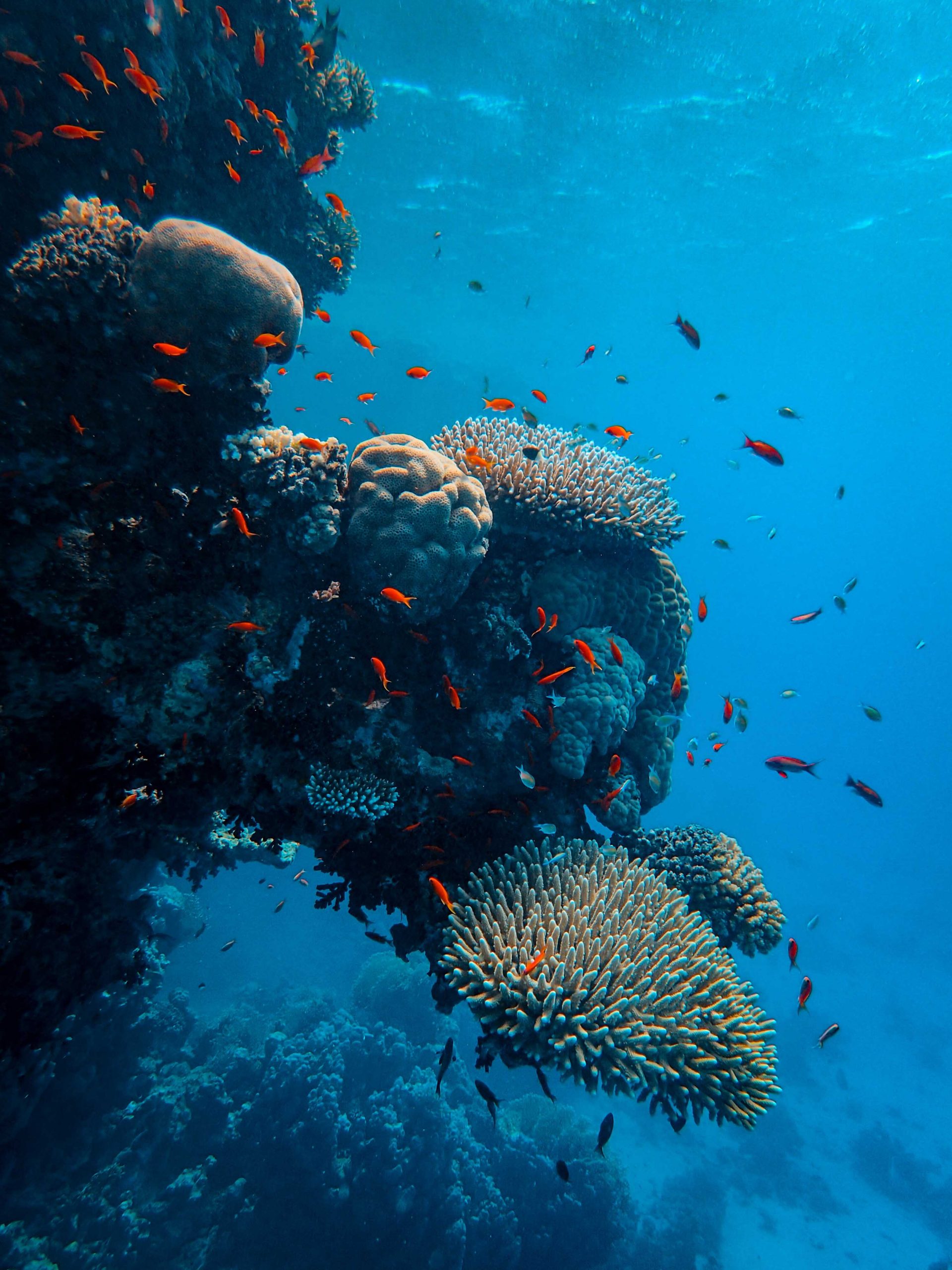 El Parque Nacional marino de Hawai