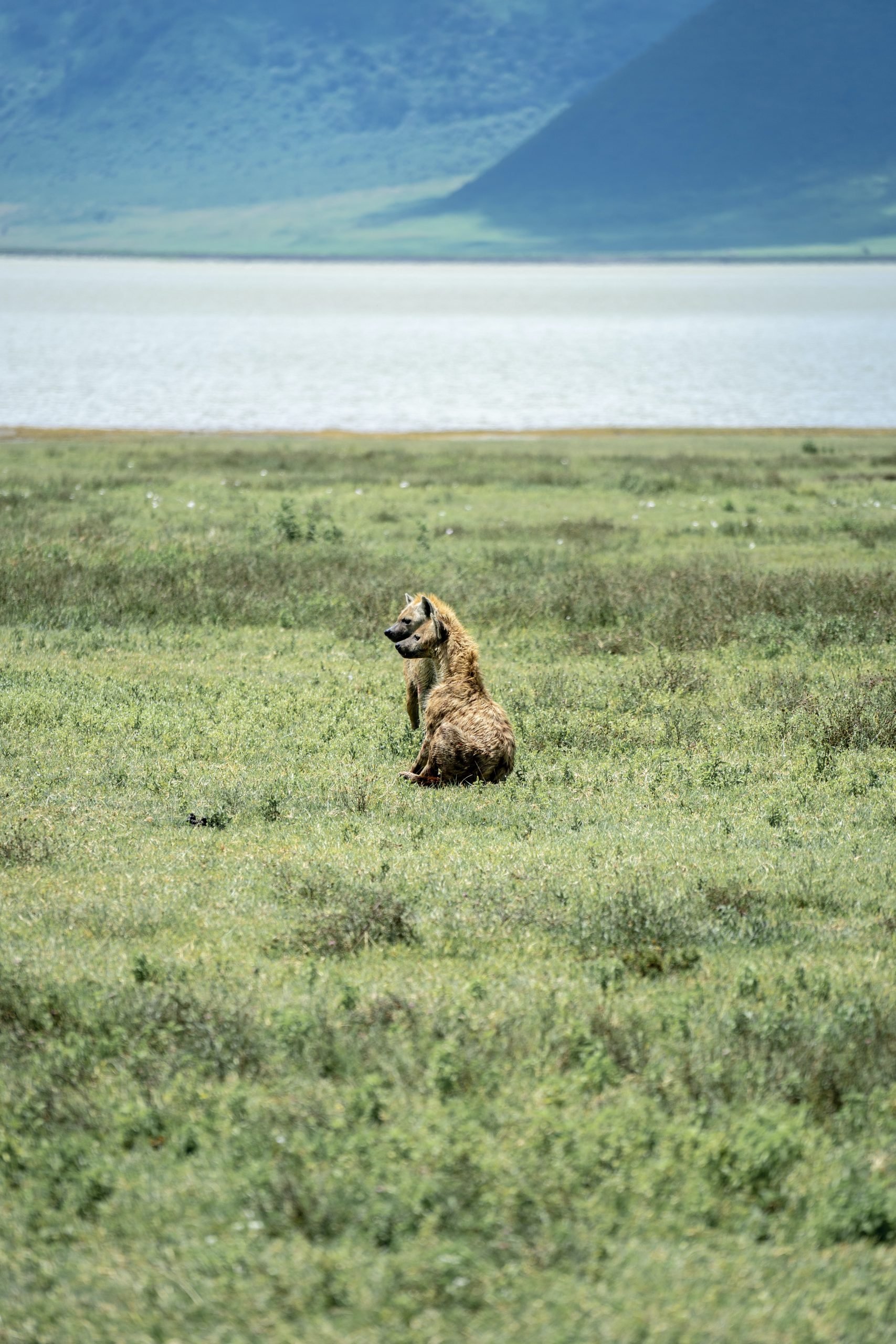 Cráter de Ngorongoro, Tanzania