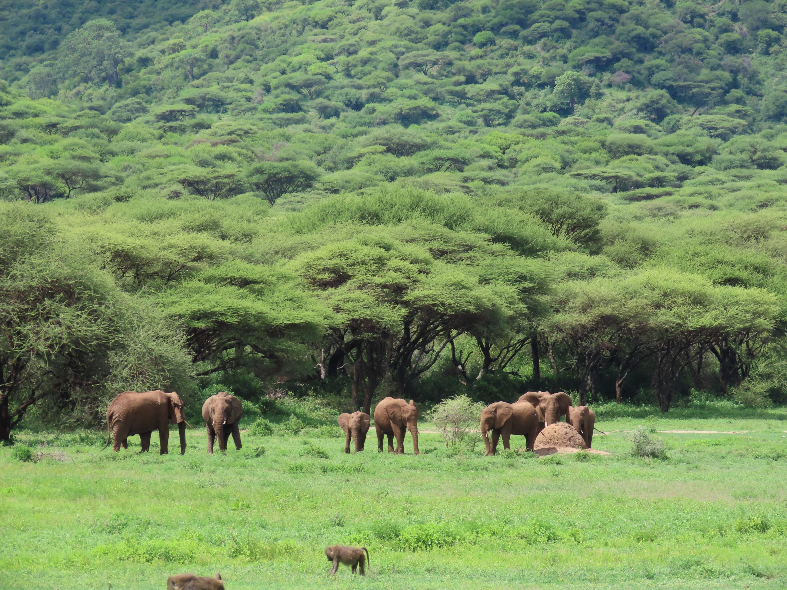 Cráter de Ngorongoro, Tanzania
