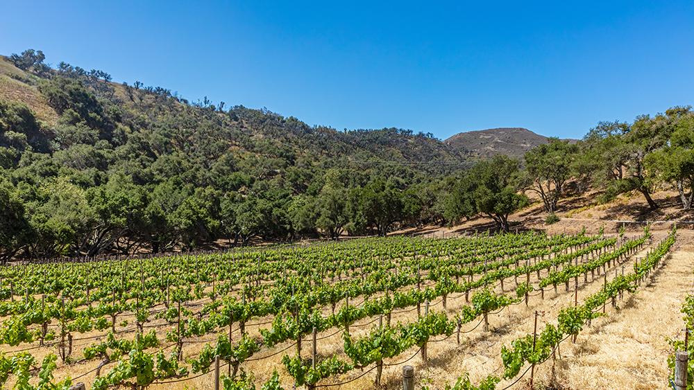 Holy Guacamole House