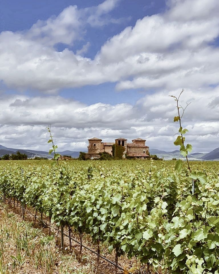 Los viñedos / Foto: @bodegaotazu