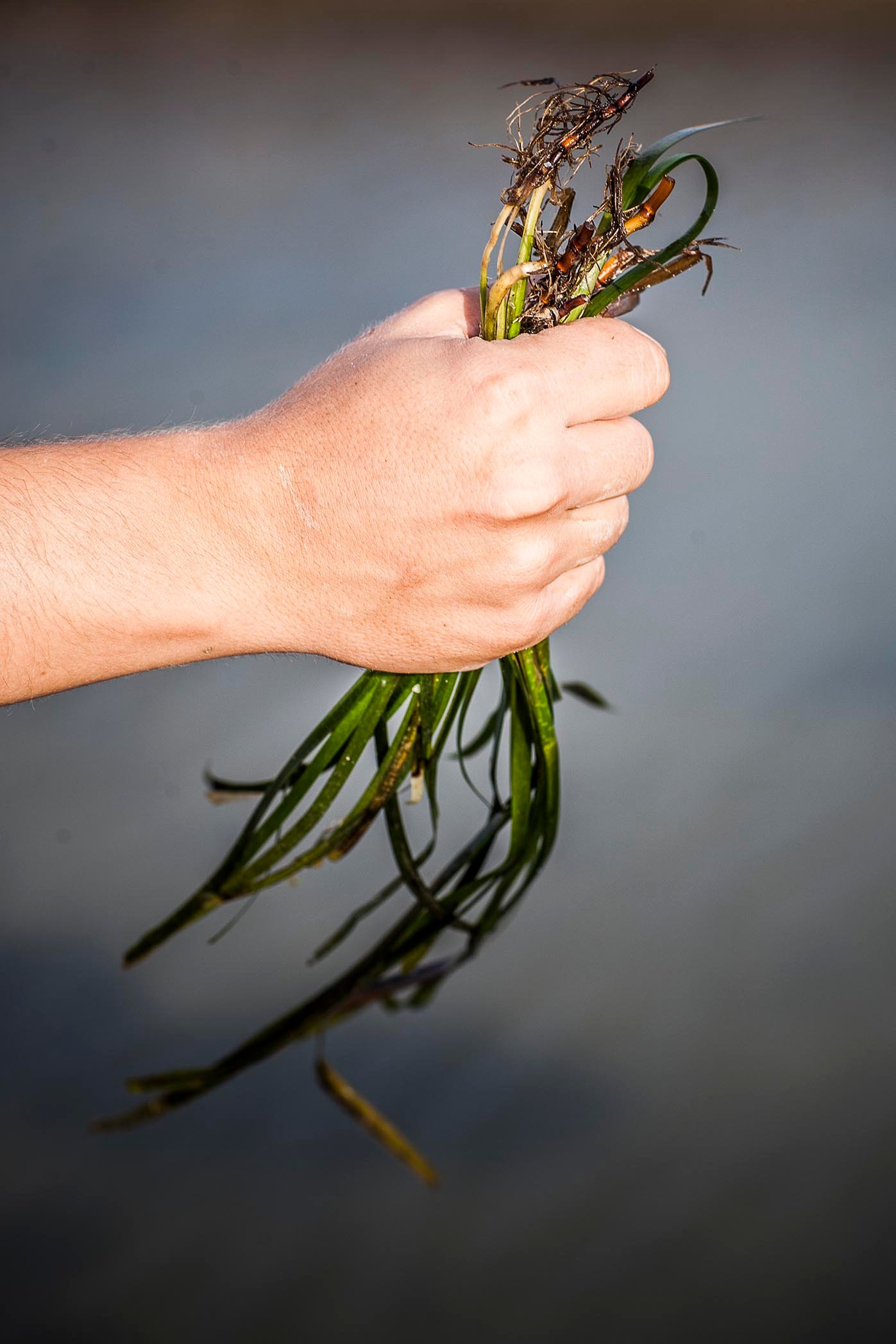 El arroz del mar / Foto: Aponiente