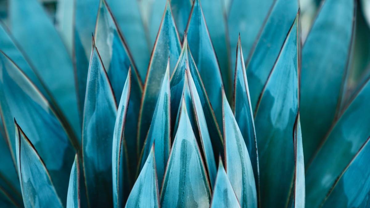 Agave