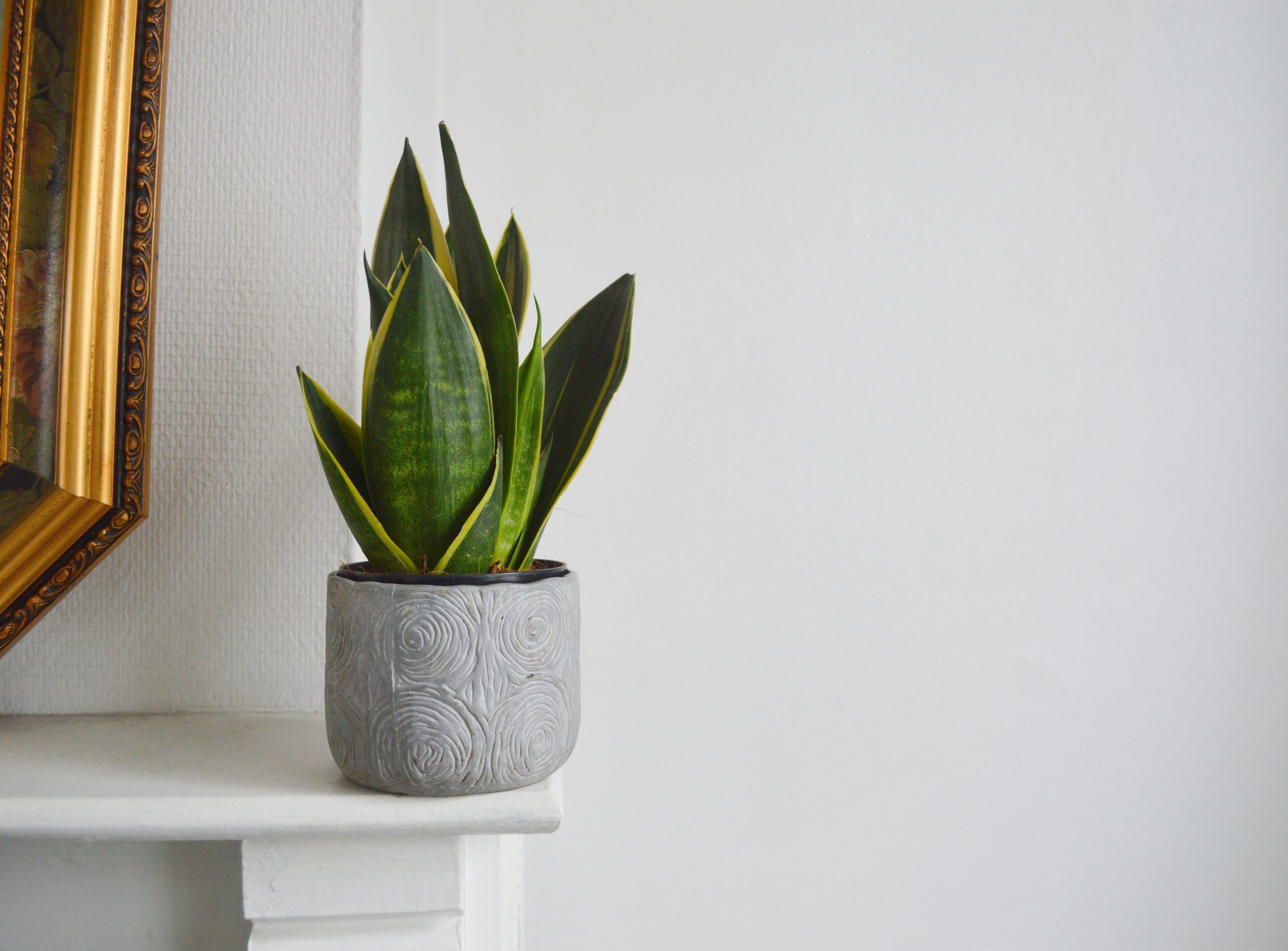 Sansevieria