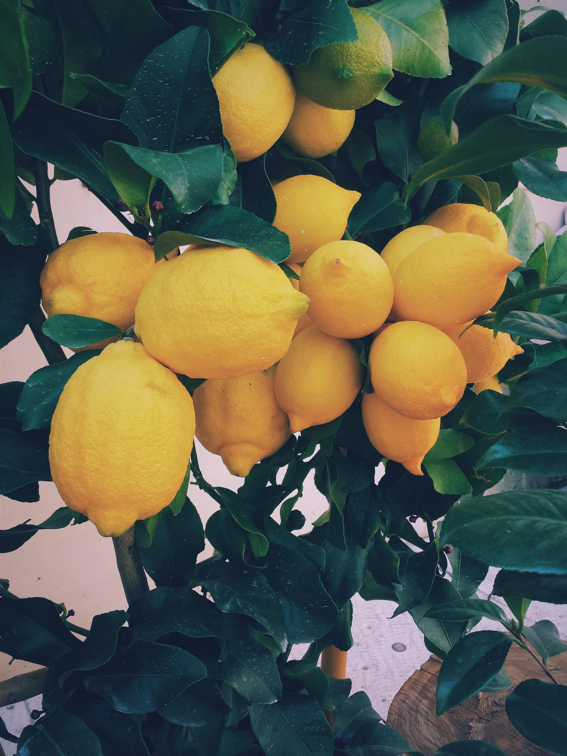 Limones