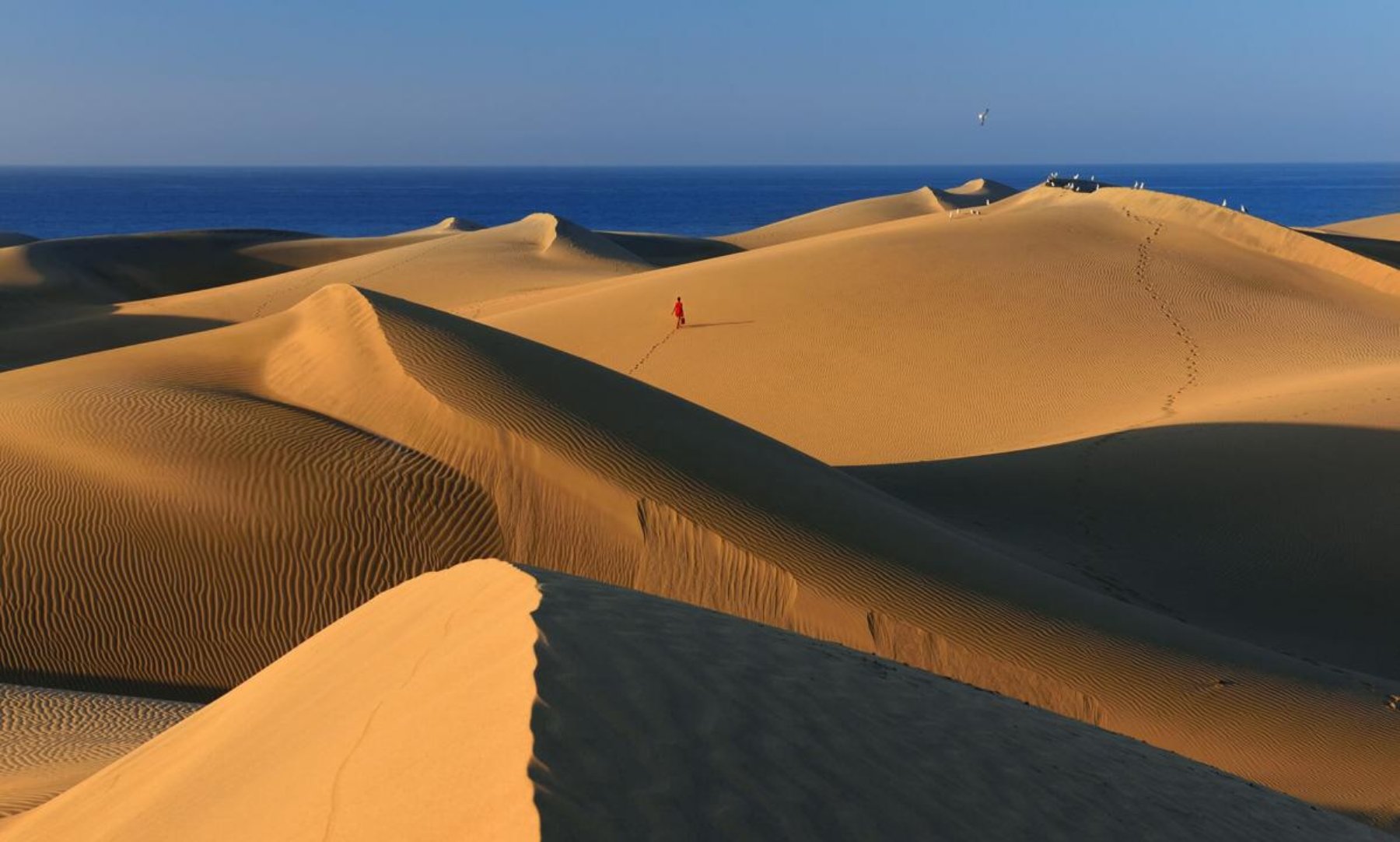 Dunas