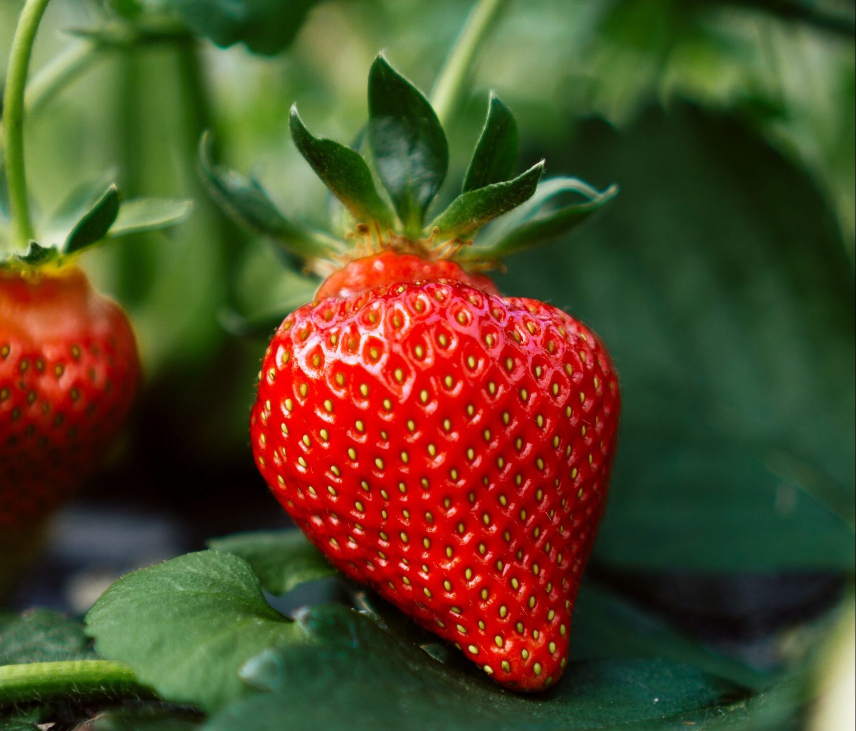 Fresas frutos rojos