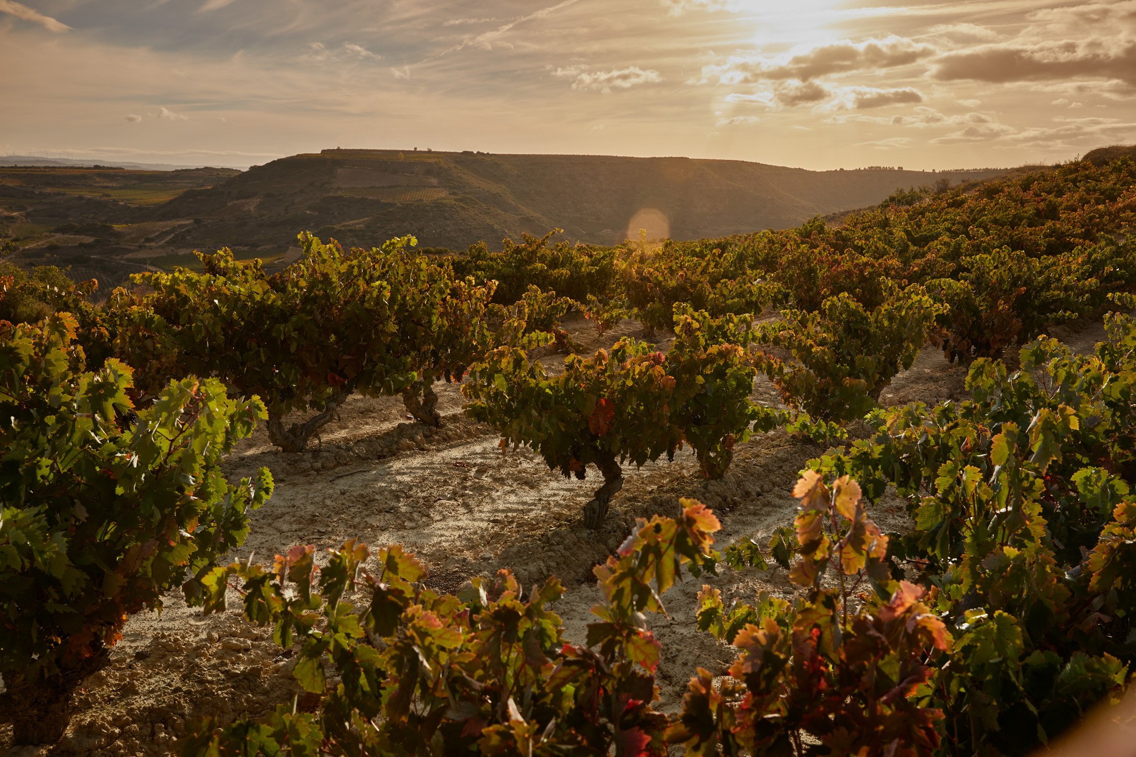 El paisaje de Ukan Winery