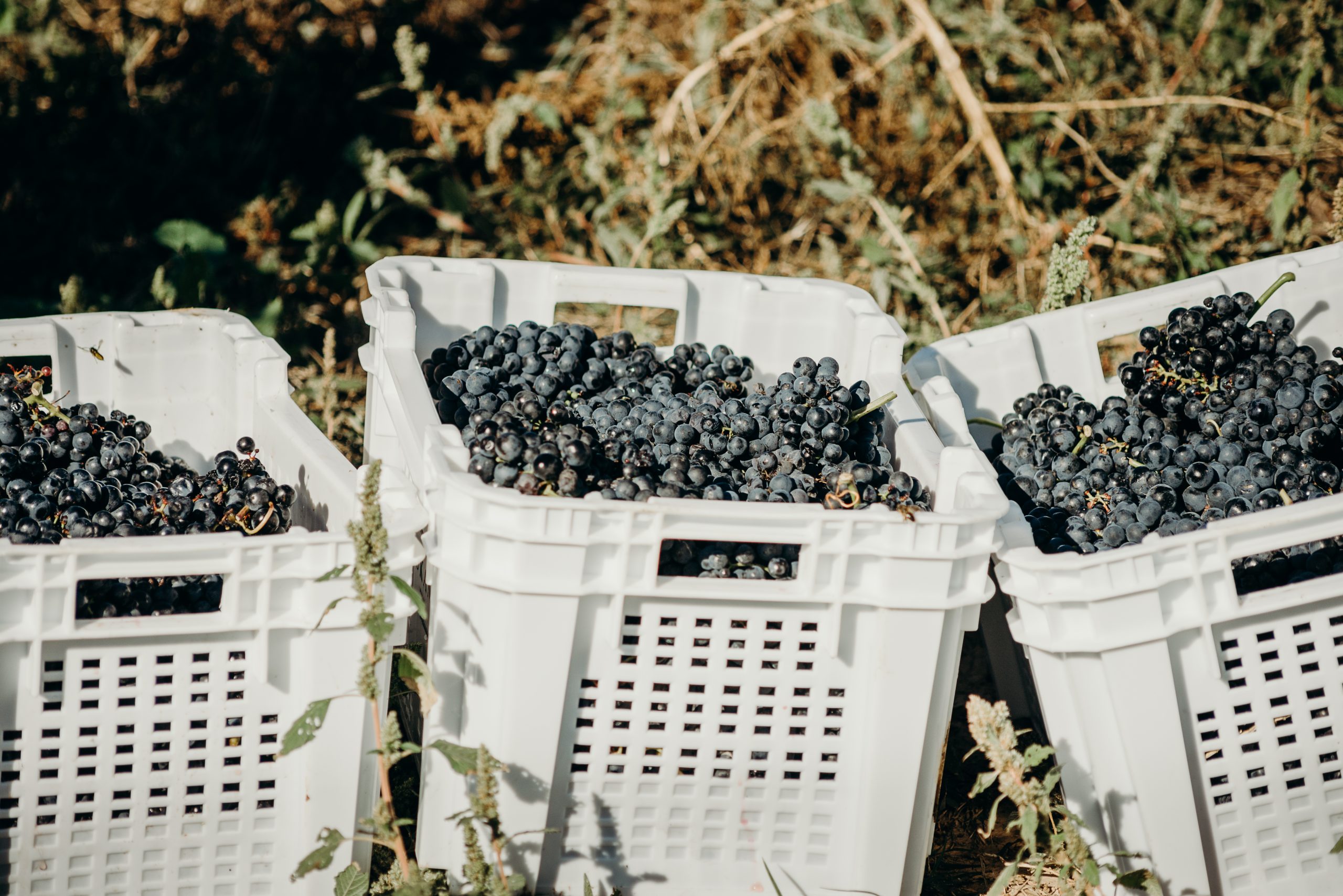 Las uvas de Ukan Winery