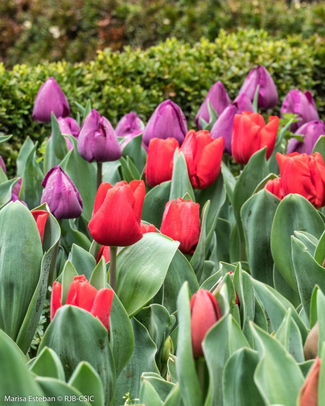 Tulipanes