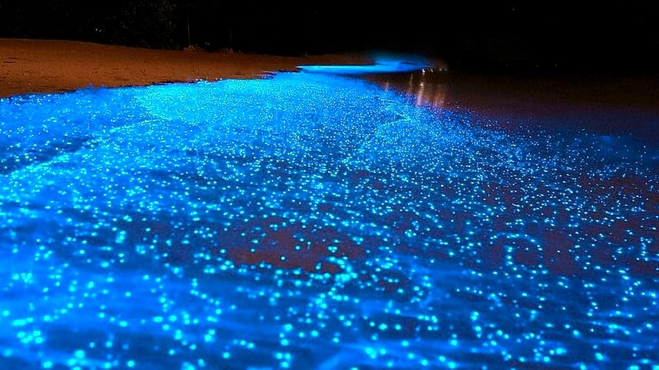 Playas bioluminiscentes, en Maldivas
