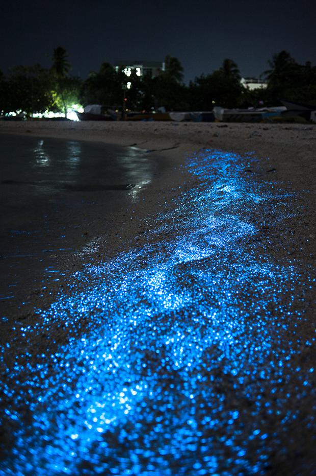 Playas bioluminiscentes, en Maldivas