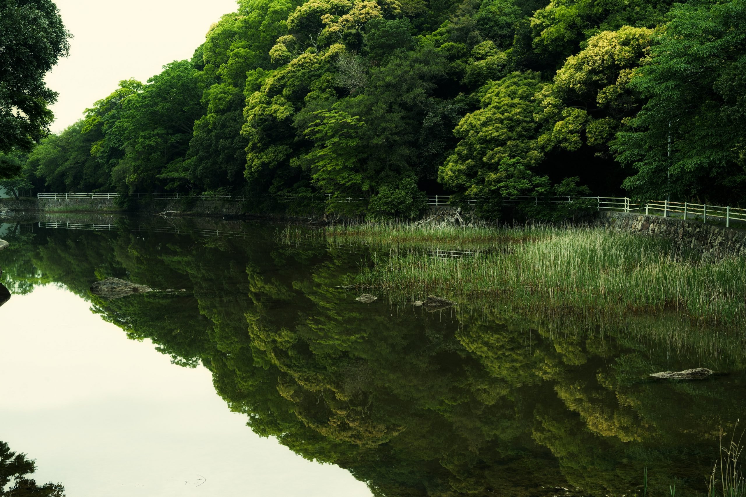 Bosque en Ise