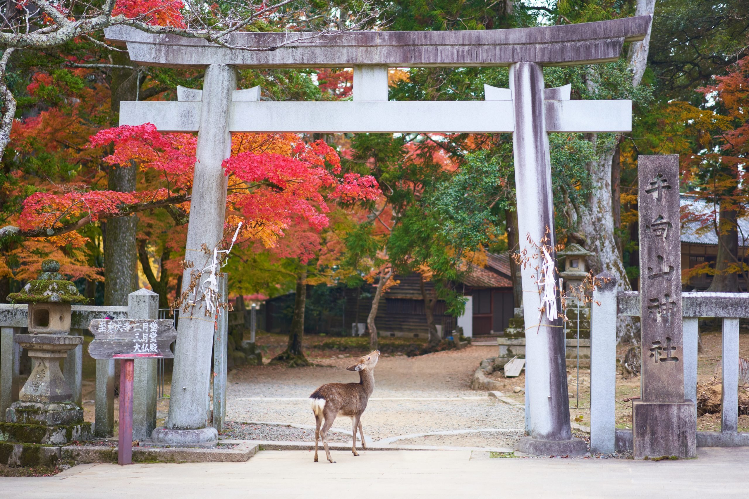 Nara, en Japón