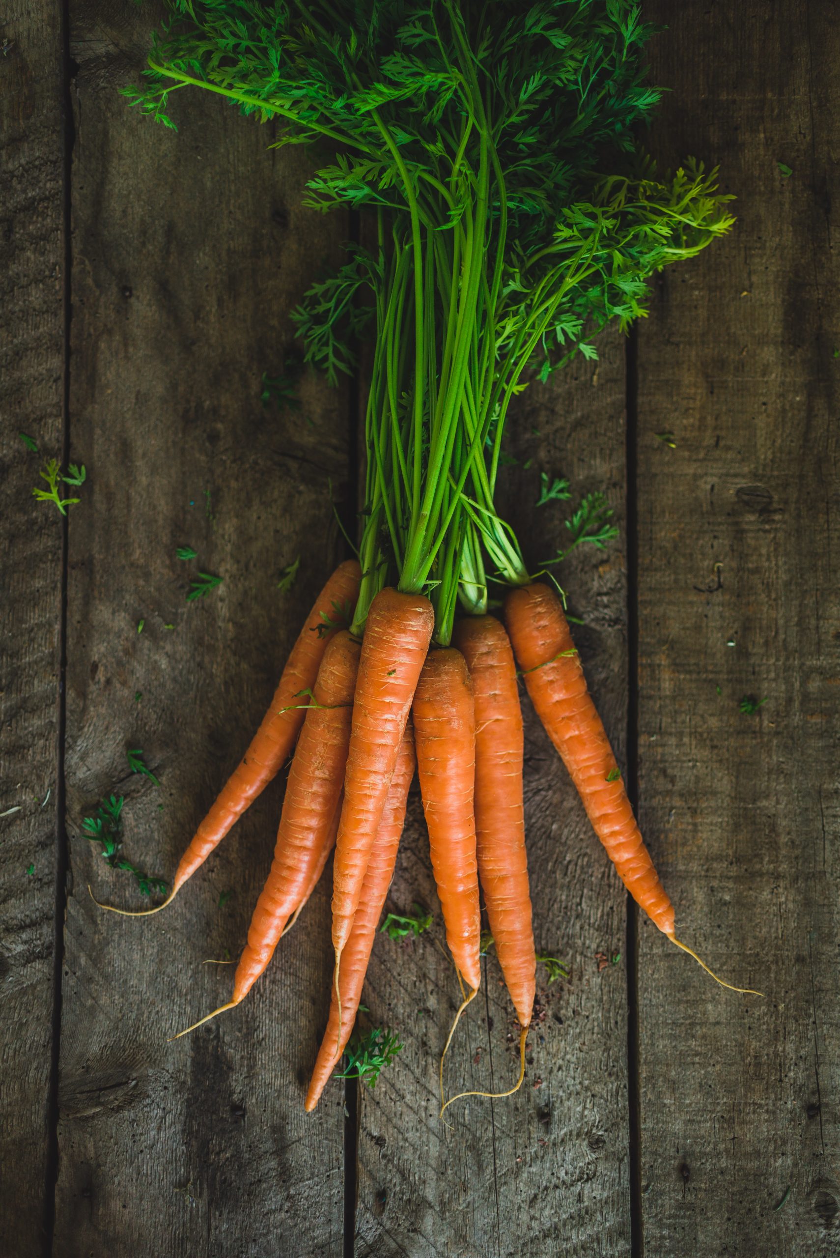 Zanahorias