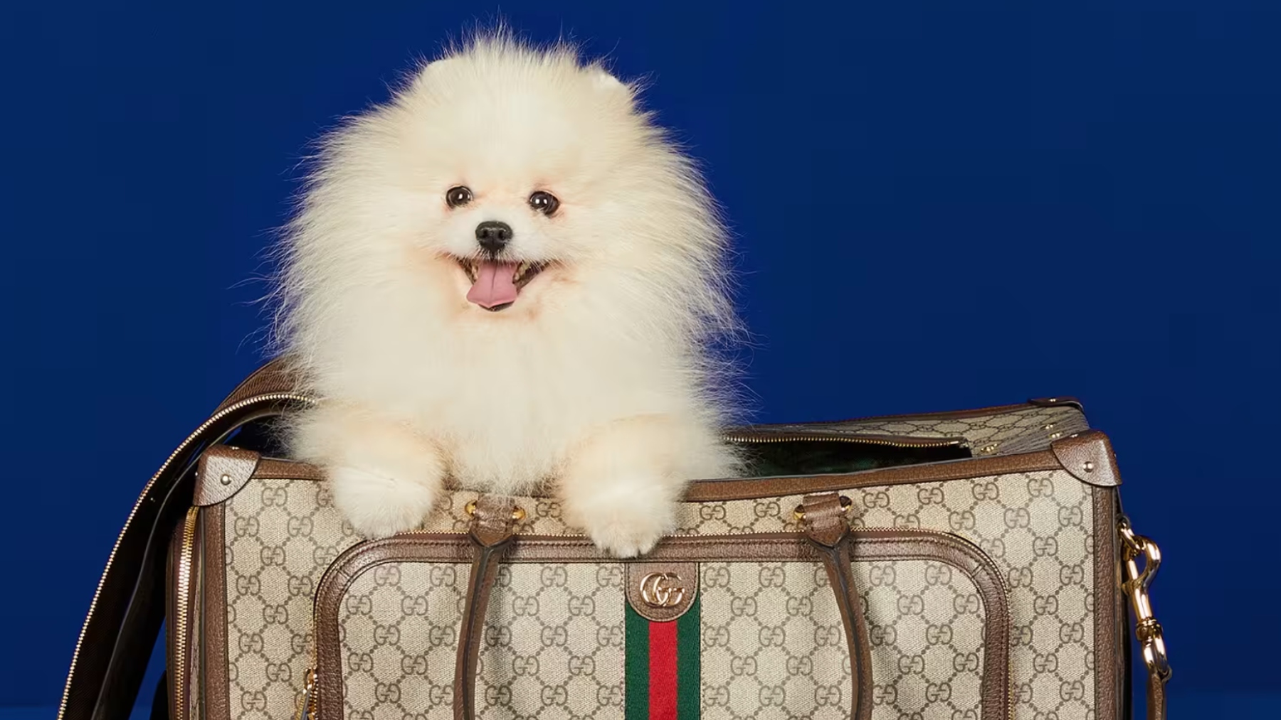 Gucci Pet, la colección de accesorios para mascotas más cool