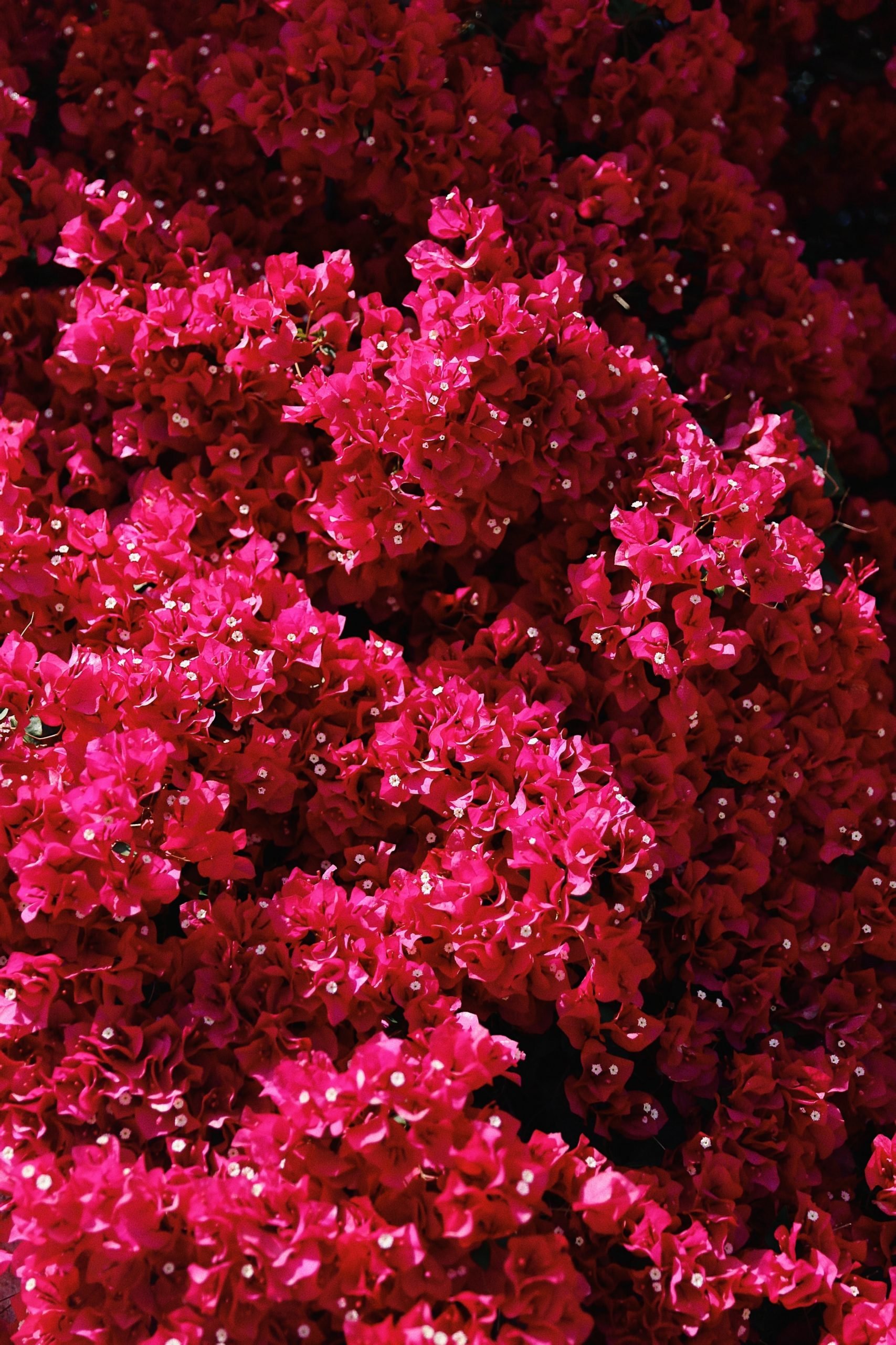 Buganvillas en rosa fucsia