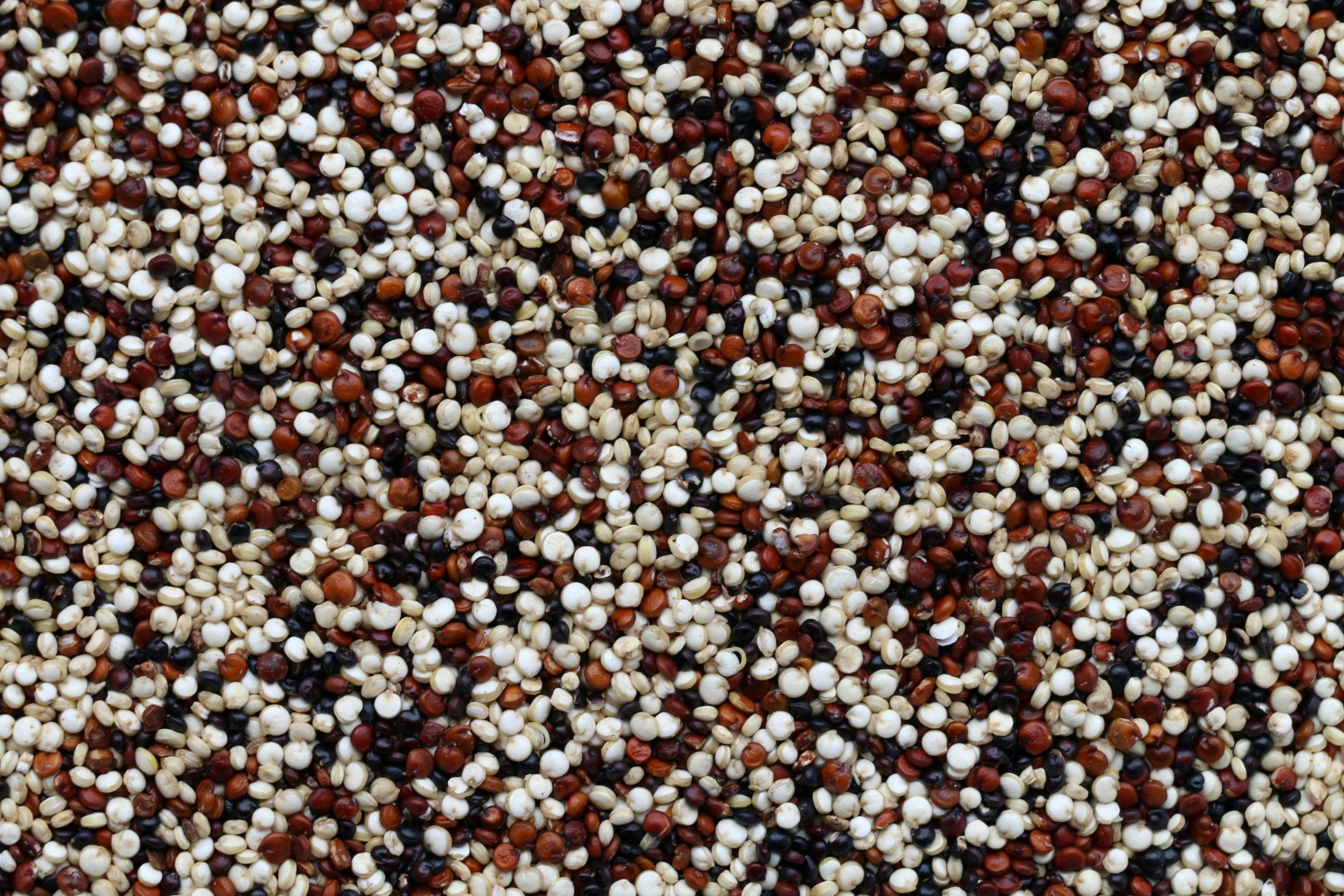 Quinoa (Cereales)