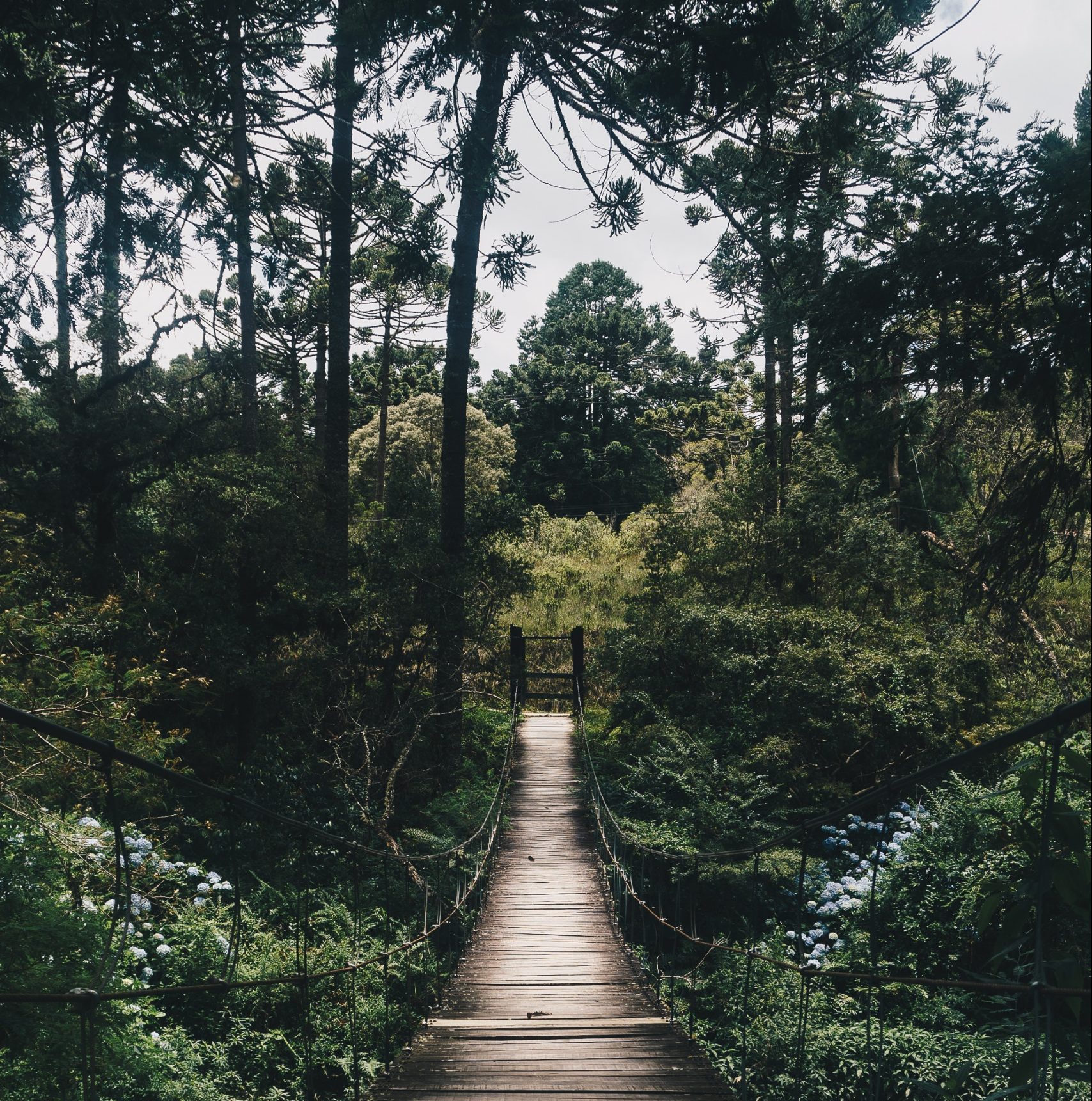 Bosques en otoño