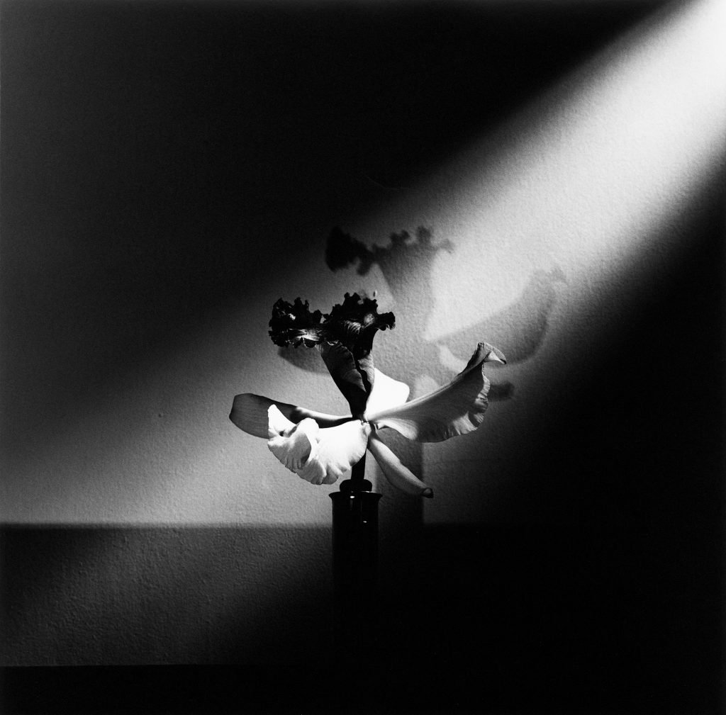 Robert Mapplethorpe