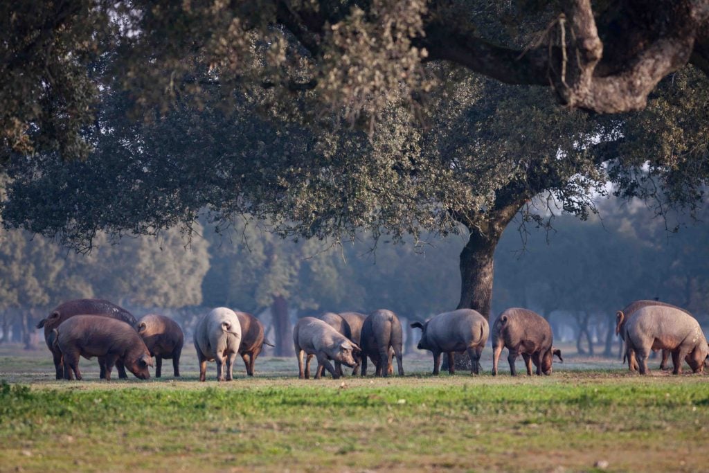 Iberian pigs grazing in the Extremadura landscape in Spain