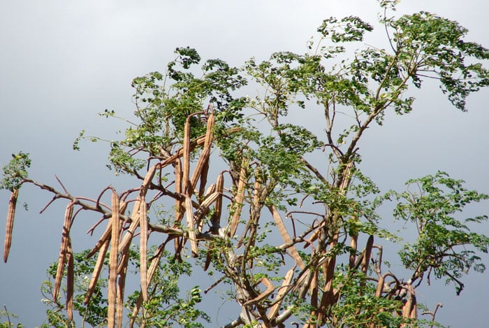 MORINGA