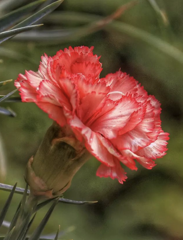 El clavel, flor de nacimiento oficial de enero e icono de la cultura española