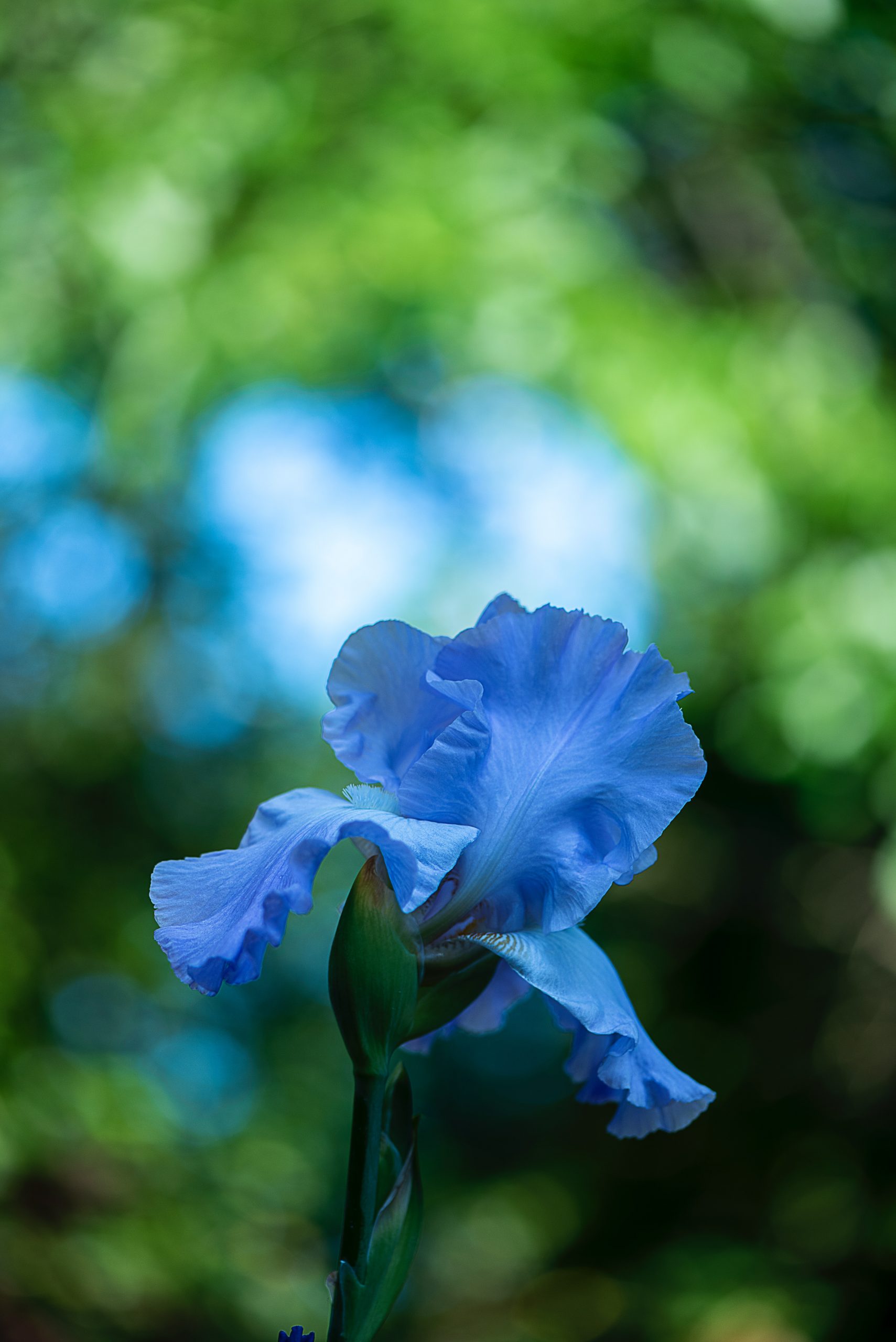 Iris, flor de febrero y figura mitológica