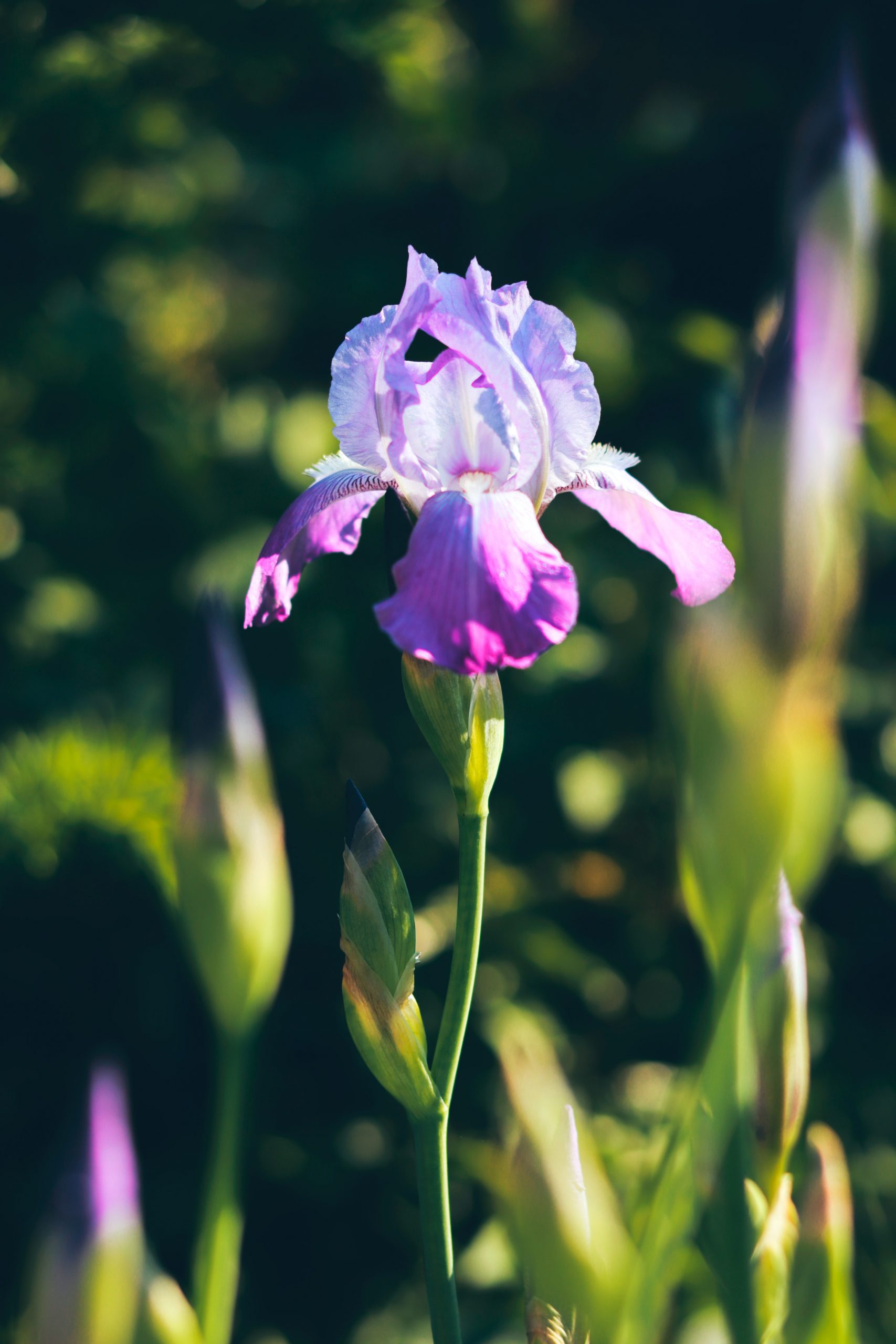 Iris, flor de febrero y figura mitológica