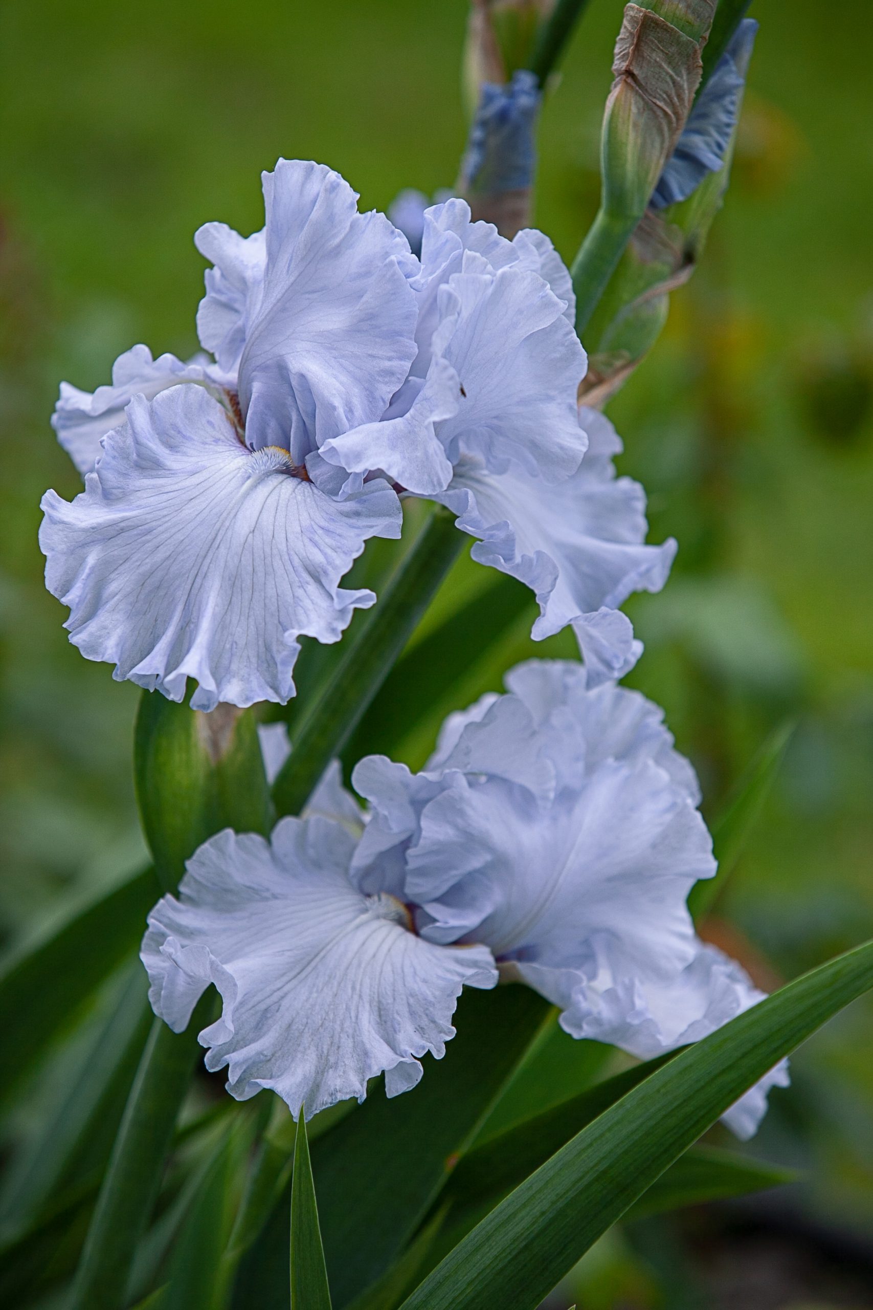 El Iris, flor oficial de febrero y figura mitológica