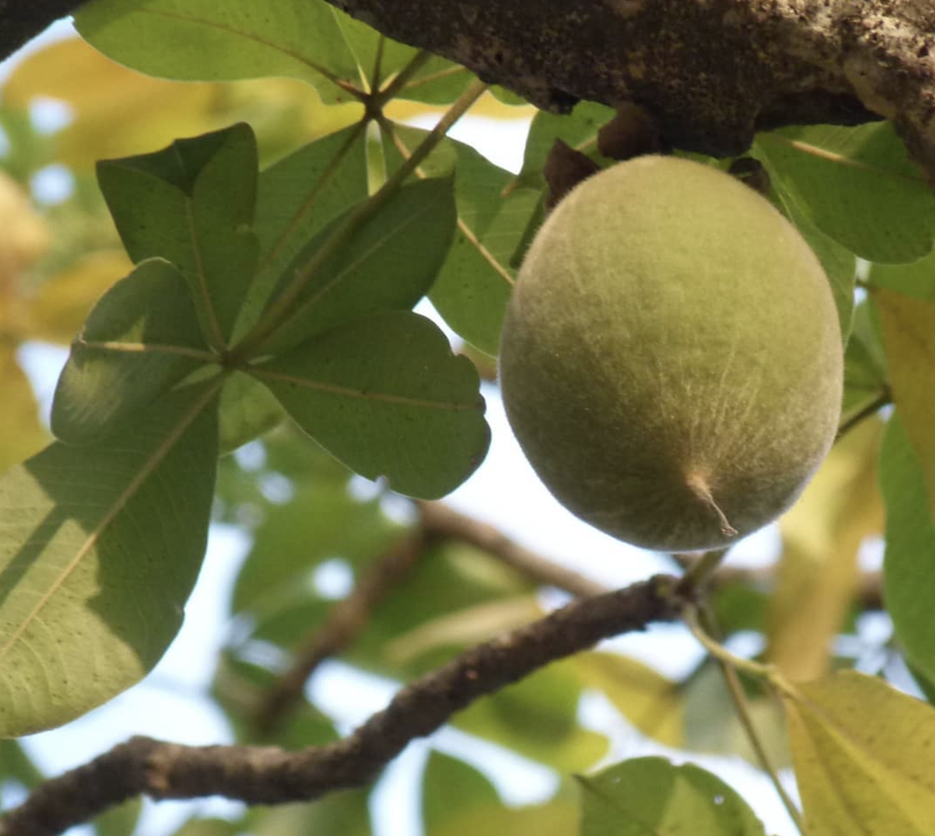 Baobab