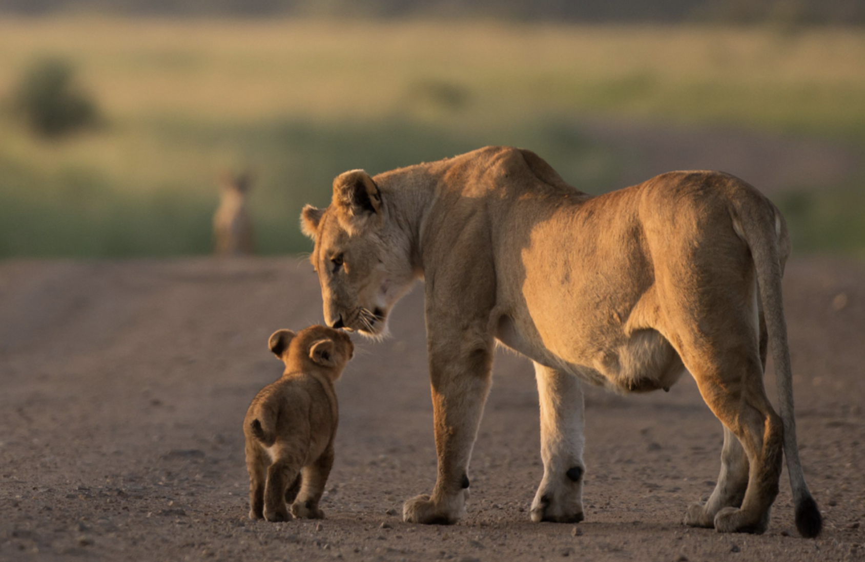 Safari de lujo