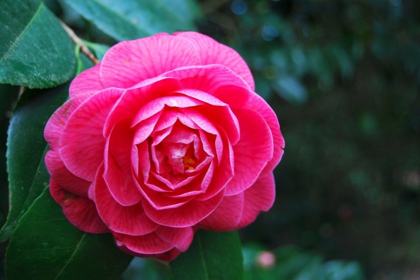 Camelias