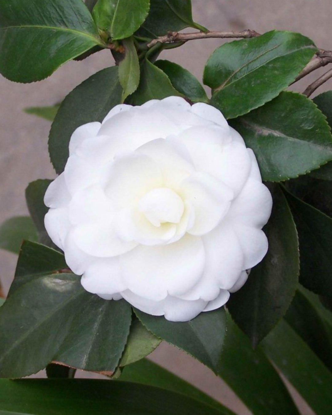 Camelia