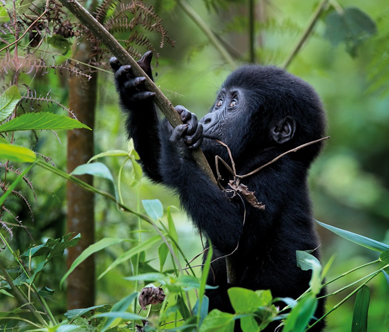 Ruanda Gorilas