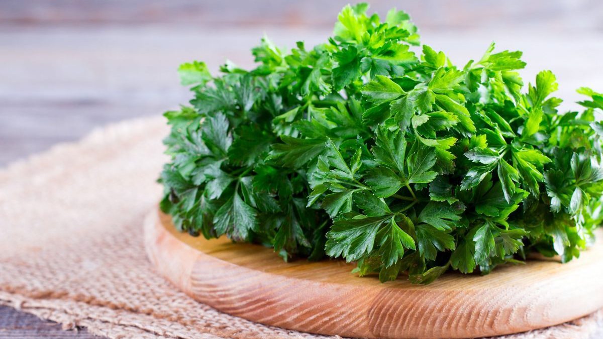 coriander